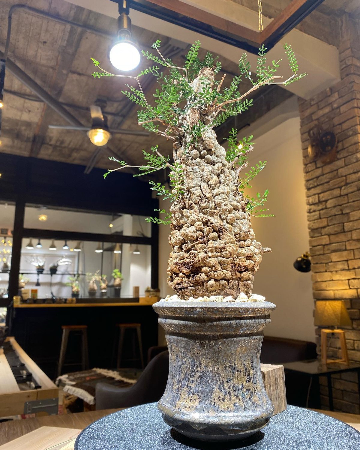 OP6 オペルクリカリア パキプス 発根済 現地球 ボコ肌 美形 ※鉢付き発送 オペルクリカリア パキプス／Operculicarya pachypus 発根済