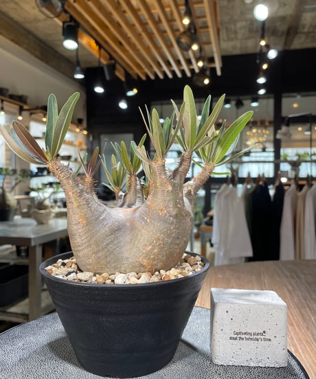 パキポディウム グラキリス　Pachypodium gracilius 　発根済　(gk-572)