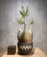 パキポディウム グラキリス　Pachypodium gracilius 　発根済　(商品番号gk-69valiem)  VALIEM 　(VALIEMタグ付き)
