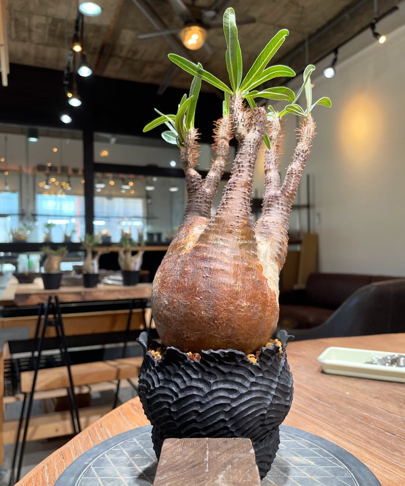 GIRUVI Pachypodium Gracilius グラキリス Pachypodium Gracilius パキポディウム グラキリス | Cactus Green