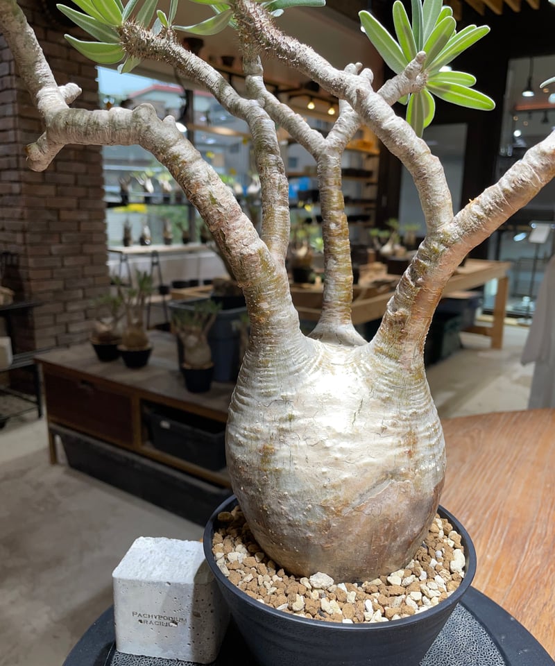 パキポディウム グラキリス Pachypodium gracilius 発根済 (gk-45