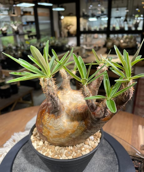 パキポディウム グラキリス　Pachypodium gracilius 　発根済　(gk-267)