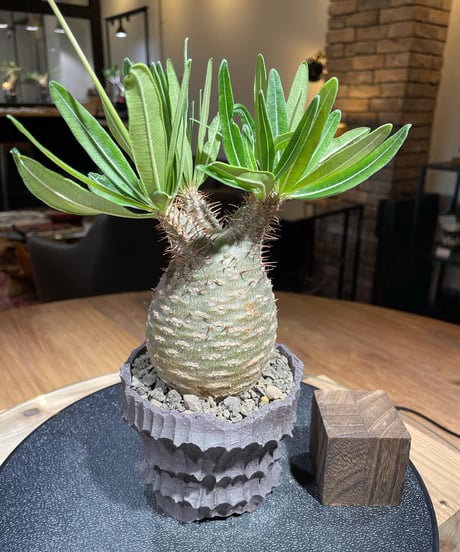 パキポディウム グラキリス　Pachypodium gracilius 　発根済　(塊根幅約7.5ｃｍ)　(商品番号gk-188)　鉢：Kuniaki Matsui