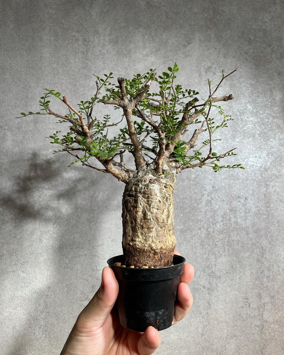 Operculicarya pachypus 三頭 国内根挿し育成 陶器鉢付き オペルクリカリア パキプス／Operculicarya pachypus 発根済 手