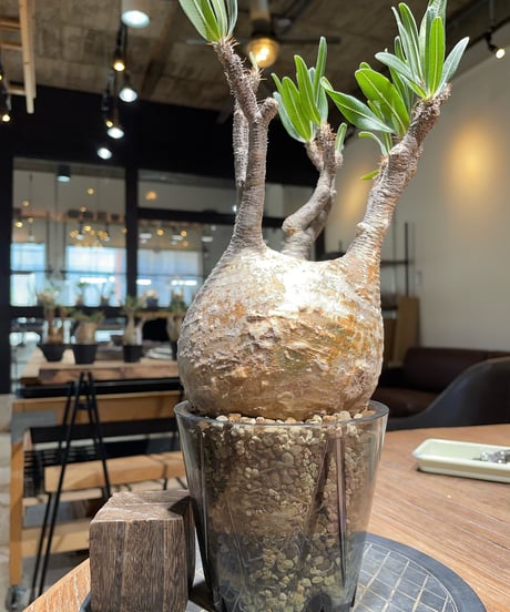 GIRUVI Pachypodium Gracilius グラキリス GIRUVI Pachypodium Gracilius グラキリス GIRUVI Pachypodium