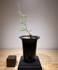 オペルクリカリア パキプス　根差し　(商品番号PP-77)