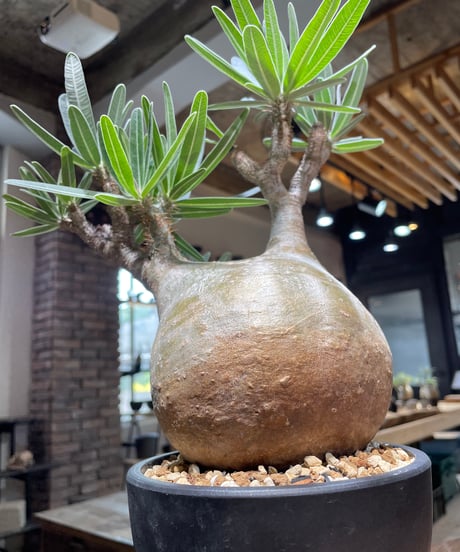 パキポディウム グラキリス　Pachypodium gracilius 　発根済　(gk-479)