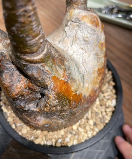 パキポディウム グラキリス　Pachypodium gracilius 　発根済　(gk-371)