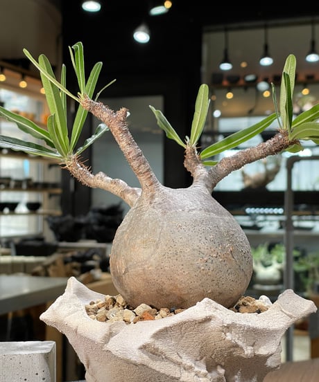 パキポディウム グラキリス　Pachypodium gracilius 　発根済　(gk-571) (鉢：LAVOR Ssize WHITESAND)