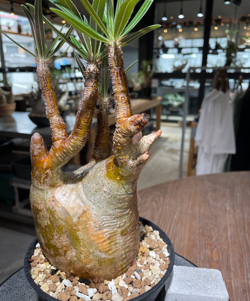パキポディウム グラキリス Pachypodium gracilius 発根済 (gk-55