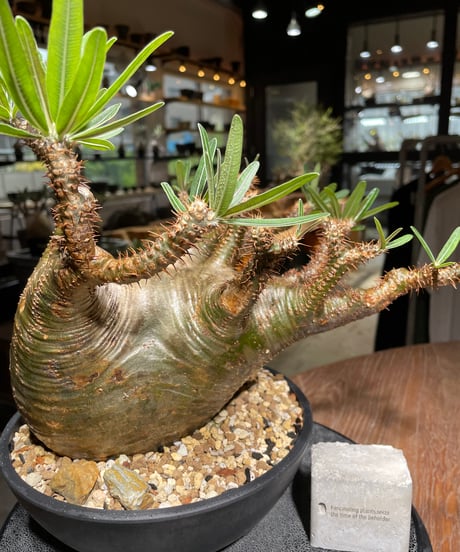 パキポディウム グラキリス　Pachypodium gracilius 　発根済　(gk-536)