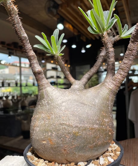 パキポディウム グラキリス　Pachypodium gracilius 　発根済　(gk-530)