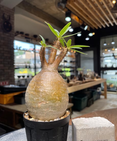 パキポディウム グラキリス　Pachypodium gracilius 　発根済　(gk-488)