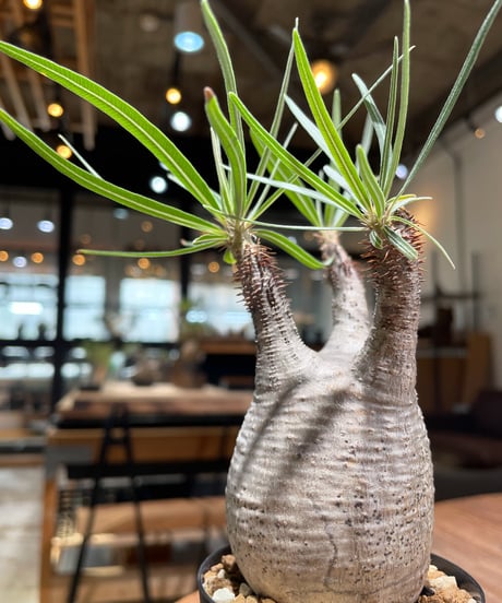 パキポディウム グラキリス　Pachypodium gracilius 　発根済　(gk-376)