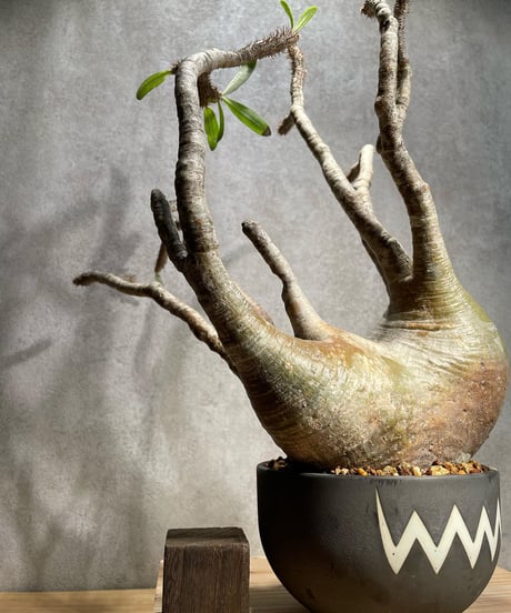 パキポディウム グラキリス　Pachypodium gracilius 　発根済　(商品番号gk-56valiem)  VALIEM 　BOWL　sizeL　(VALIEMタグ付き)