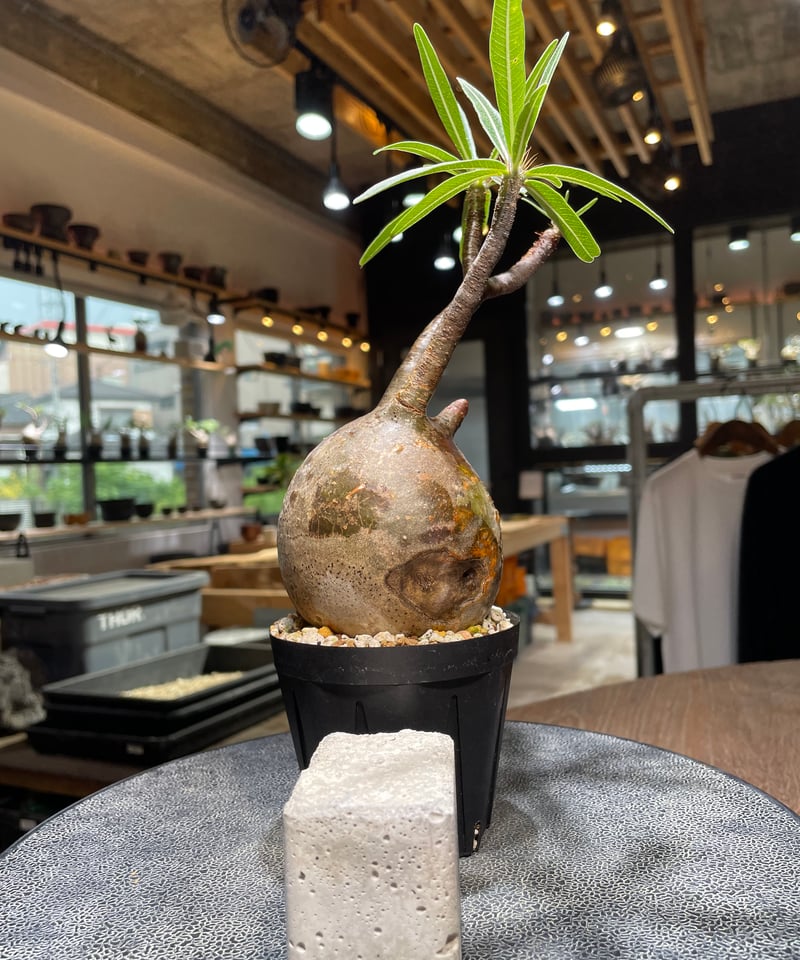 ぴっころです。 グラキリス Pachypodium gracilius ⑤ ぴっころです。 グラキリス Pachypodium gracilius ⑤