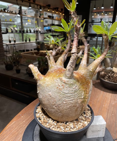 パキポディウム グラキリス　Pachypodium gracilius 　発根済　(gk-464)