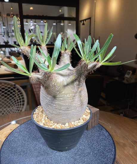 パキポディウム グラキリス　Pachypodium gracilius 　発根済　(商品番号gk-170）