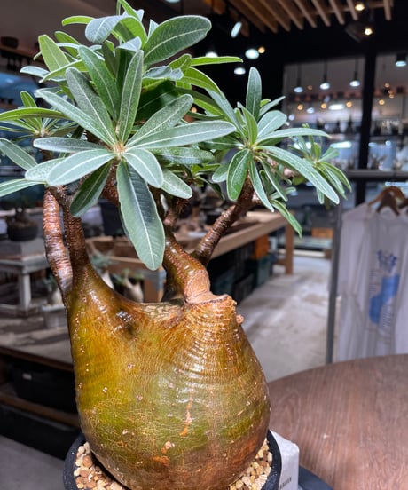 パキポディウム グラキリス　Pachypodium gracilius 　発根済　(gk-517）