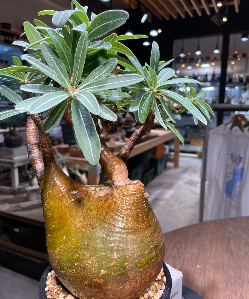 パキポディウム グラキリス Pachypodium gracilius 発根済 (gk-51