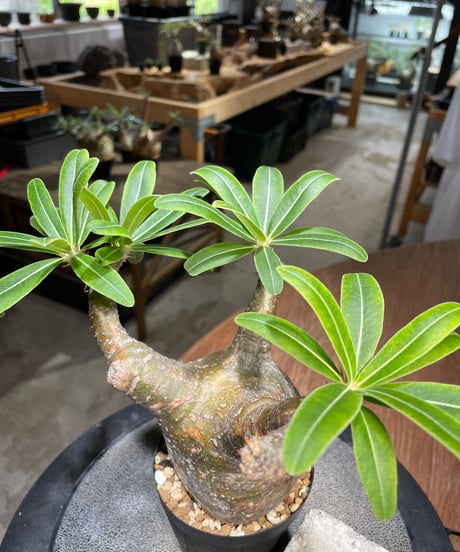 パキポディウム グラキリス　Pachypodium gracilius 　発根済　(gk-489)