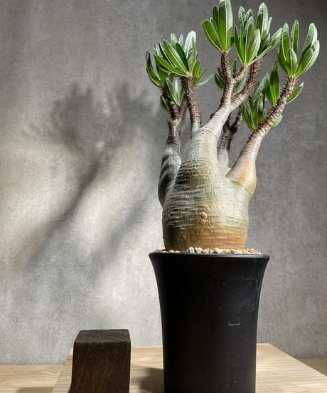パキポディウム グラキリス　Pachypodium gracilius 　発根済　(商品番号gk-86)