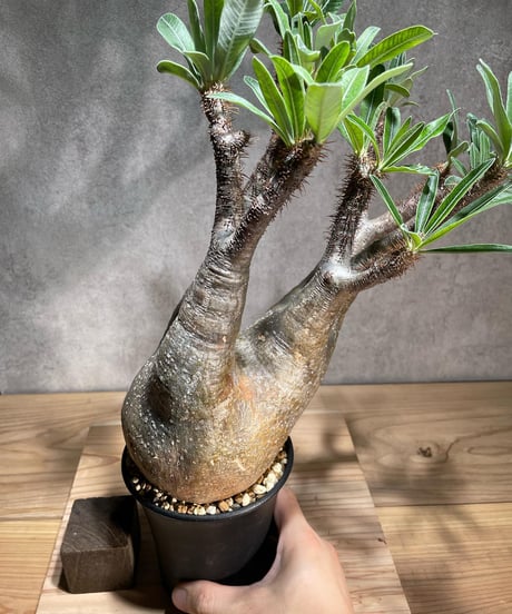 パキポディウム グラキリス　Pachypodium gracilius 　発根済　(商品番号gk-77)