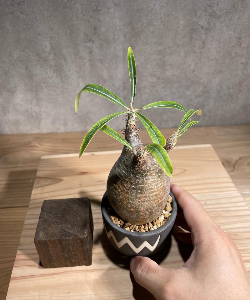 観葉植物Pachypodiuｍ パキポディウム グラキリス ベアルート 塊根植物