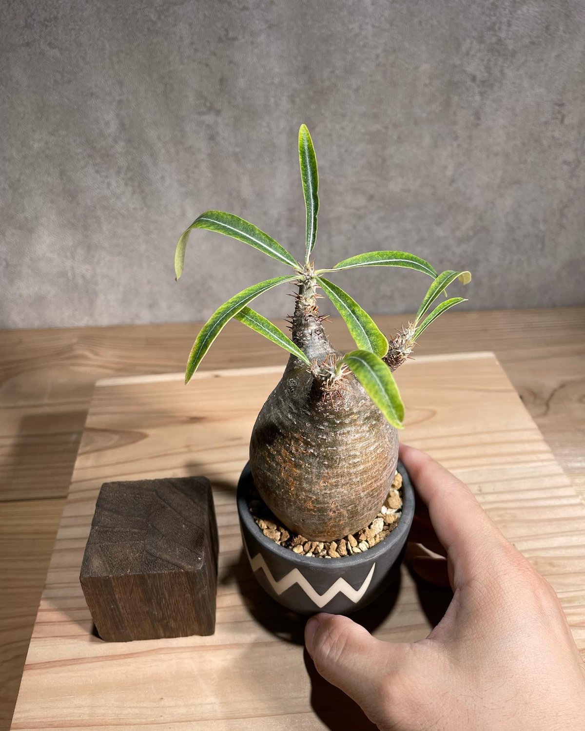 グラキリス＆valiem fit=scale-down,w=1200