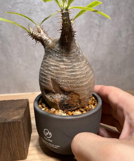 パキポディウム グラキリス　発根済　※背面現地傷跡あり　(商品番号gk-59valiem)  VALIEM 　BOWL　sizeXS　(VALIEMタグ付き)