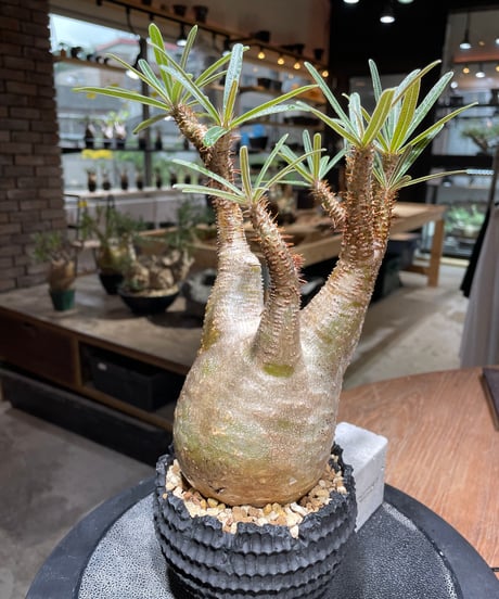 パキポディウム グラキリス　Pachypodium gracilius 　発根済　(gk-469) 鉢：dip