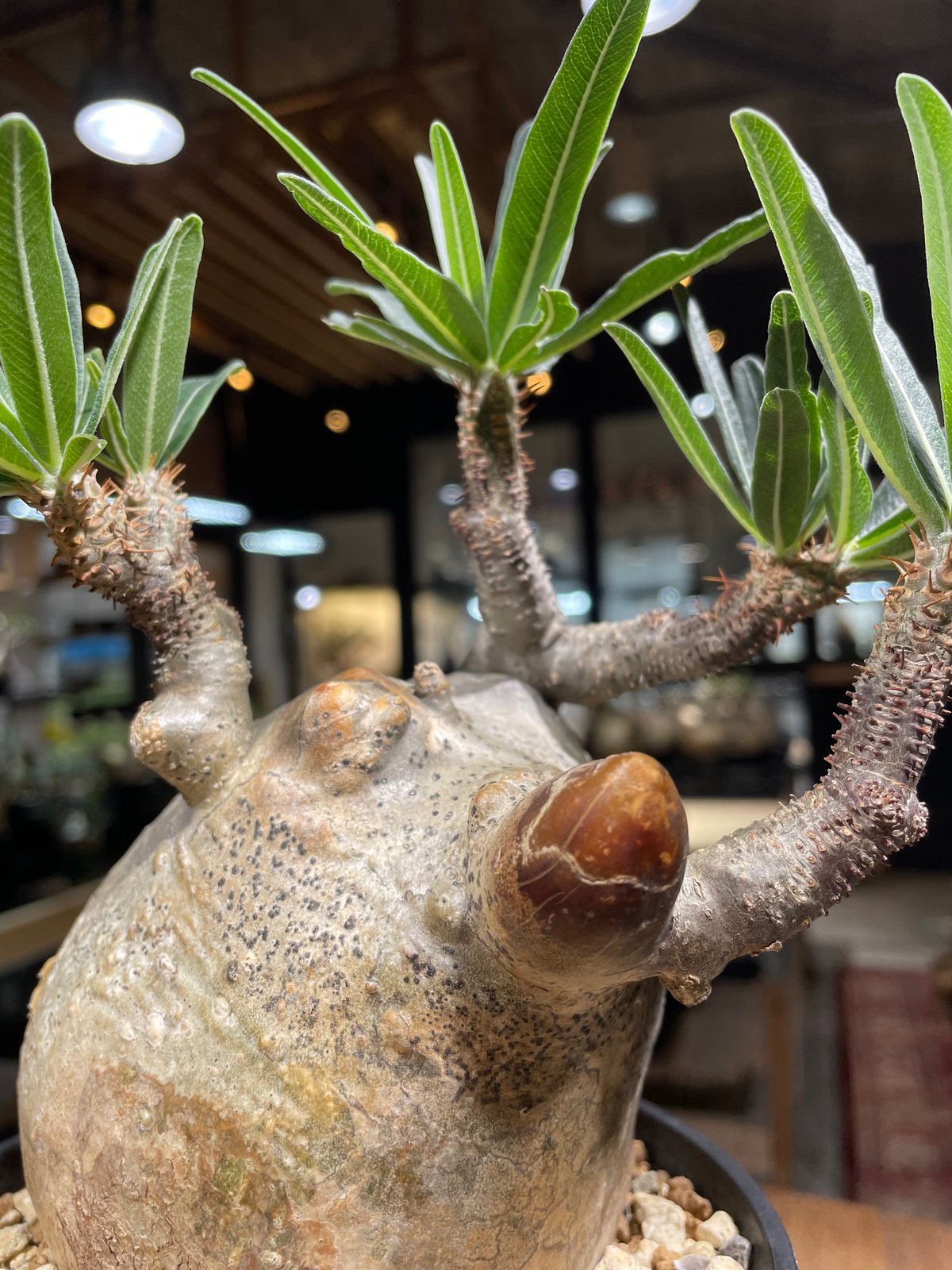 パキポディウム グラキリス Pachypodium gracilius 発根済 (gk-22 パキポディウム グラキリス Pachypodium gracilius 発根済 (gk-22