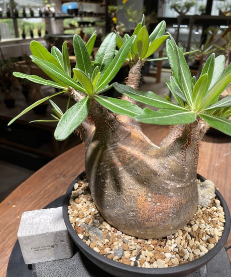 パキポディウム グラキリス　多頭　Pachypodium gracilius 　発根済　(gk-370-2)