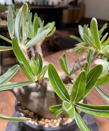 パキポディウム グラキリス　Pachypodium gracilius 　発根済　(gk-365)