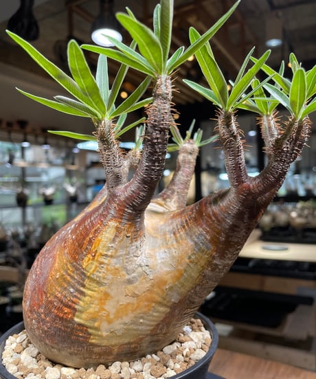 パキポディウム グラキリス　Pachypodium gracilius 　発根済　(gk-267)