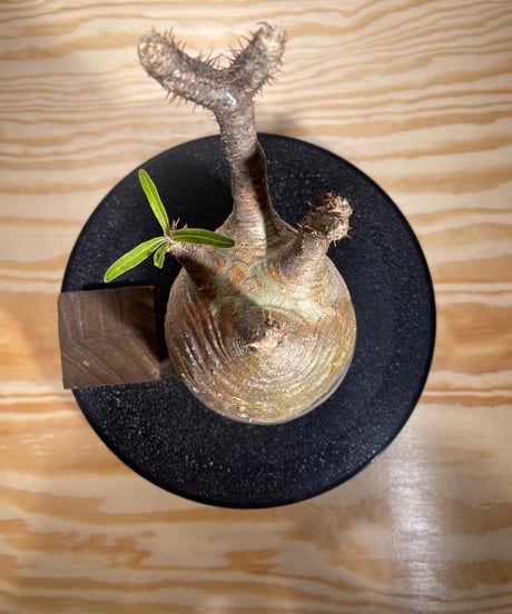 パキポディウム グラキリス　Pachypodium gracilius 　発根済　(商品番号gk-127valiem)VALIEM  (VALIEMタグ付き)