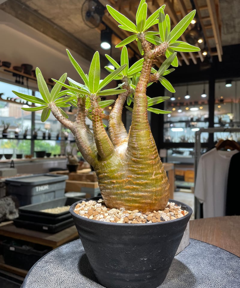 パキポディウム グラキリス Pachypodium gracilius ③ パキポディウム グラキリス Pachypodium gracilius 発根済 (gk-31