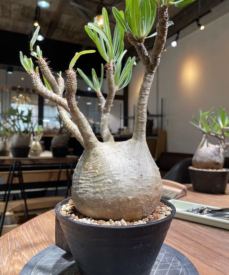パキポディウム グラキリス　Pachypodium gracilius 　発根済　(gk-372)
