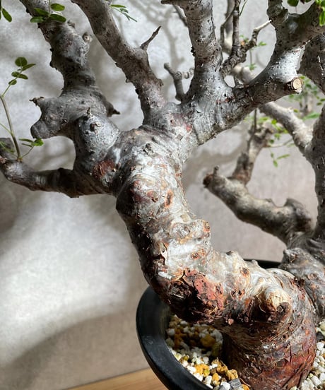 コミフォラ モンストローサ /Commiphora monstrosa　発根済　 (幹幅約6.5cm)　(商品番号mr-14)