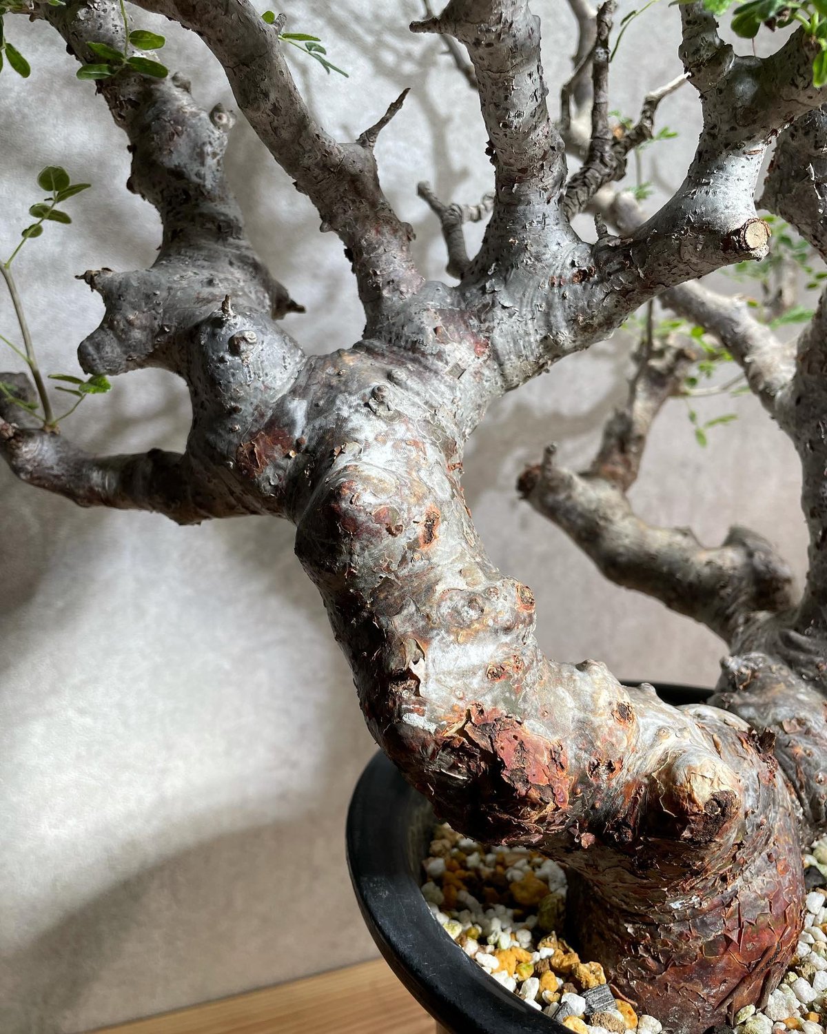コミフォラ モンストローサ /Commiphora monstrosa 発根済 (幹幅約6.