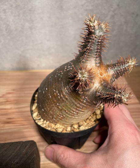 パキポディウム グラキリス　Pachypodium gracilius 　発根済　(商品番号gk-34)