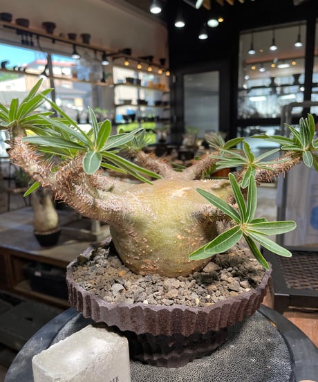 パキポディウム グラキリス　Pachypodium gracilius 　発根済　(gk-509kuniaki matsui）