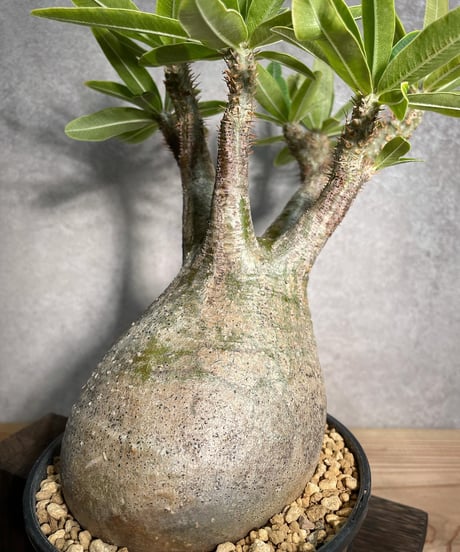 パキポディウム グラキリス　Pachypodium gracilius 　発根済　(商品番号gk-24)