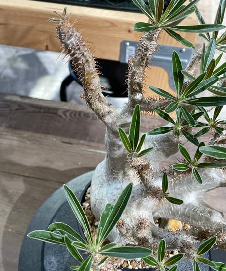 パキポディウム グラキリス　Pachypodium gracilius 　発根済　(gk-424）