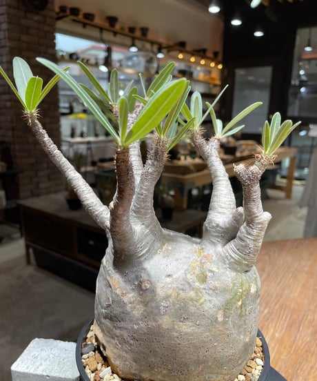 パキポディウム グラキリス　Pachypodium gracilius 　発根済　(gk-454）