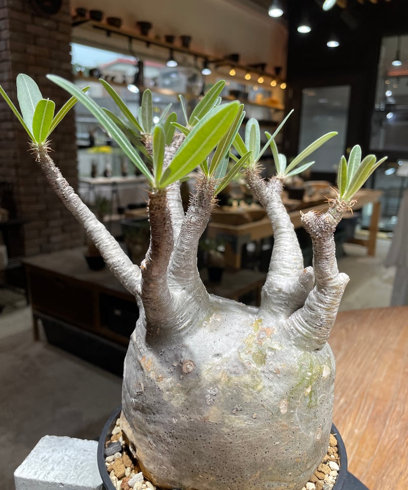 パキポディウム グラキリス Pachypodium gracilius 発根済 (gk-45