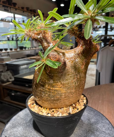 パキポディウム グラキリス　Pachypodium gracilius 　発根済　(gk-411)