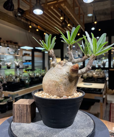 パキポディウム グラキリス　Pachypodium gracilius 　発根済　(gk-223)
