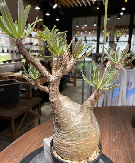 パキポディウム グラキリス　Pachypodium gracilius 　発根済　(gk-438）