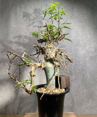 コミフォラエミニー 　発根済　(商品番号en-1)